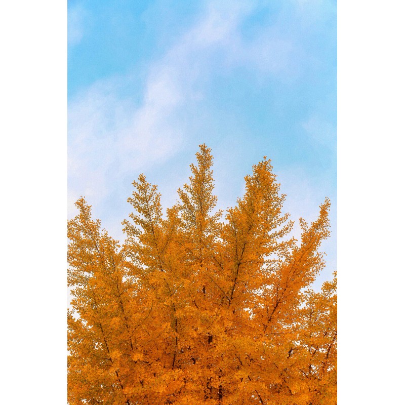 The Jonsteen Company Jurassic Ginkgo Tree | Seed Grow Kit