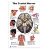 The Brain Poster 24x36inch, Waterproof, Cranial Nerves