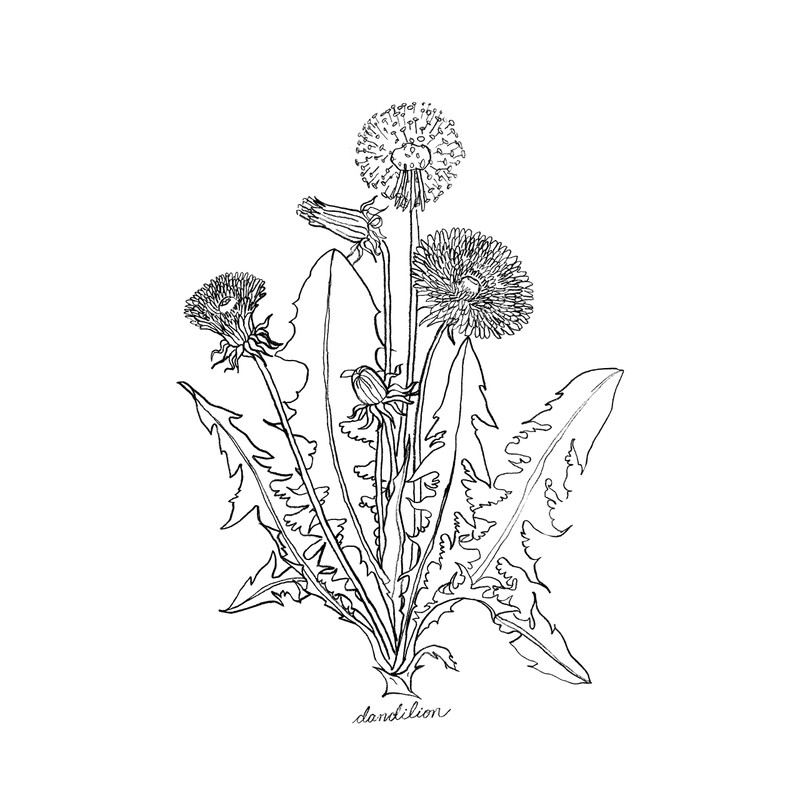 Modern Botanical Prints | Black and White Wildflowers by Ink