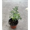 Rue Common Rue Plant 6” With Pot Ruta graveolens Herb