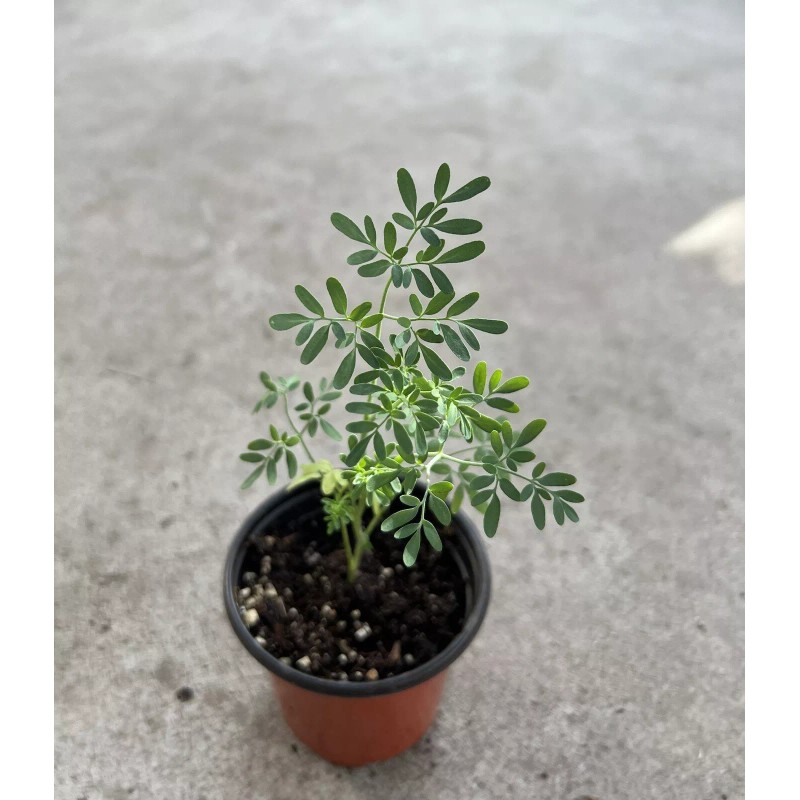 Rue Common Rue Plant 6” With Pot Ruta graveolens Herb