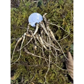 Fresh Ginseng Rootlets Wild Simulated Ginseng 2 Year 🌱🌱 10+ Bonus