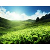 Messmer Elderflower and Lime Tea, 20 Tea Bags, Vegan, Gluten-Free,