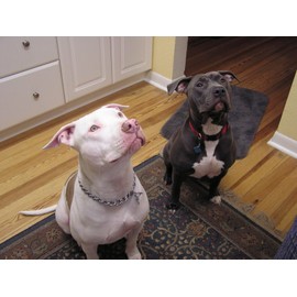 Chain Dog Choke Collars for Medium Dogs, Heavy Duty Choke Collar, for Training, Martingale Puppy Collars for XXS XS Small Large Big Dogs, Gold, M