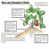Carolina Strawberry White Carolina Pineberry Plants 10 Roots Bareroot Pineapple/Strawber