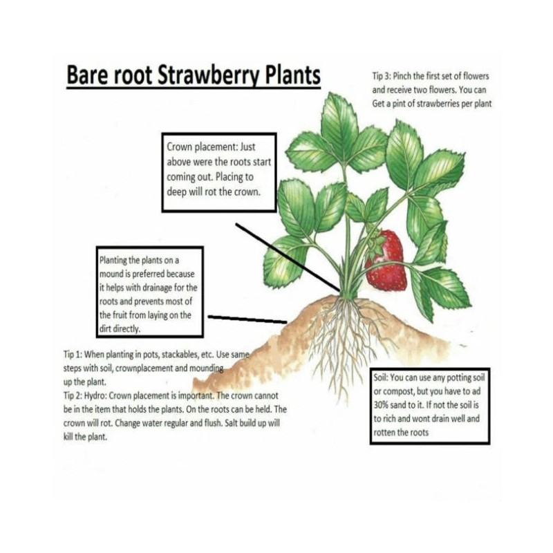 Carolina Strawberry White Carolina Pineberry Plants 10 Roots Bareroot Pineapple/Strawber