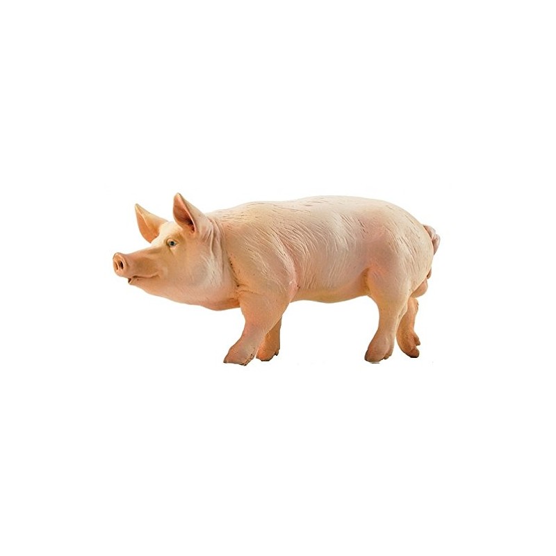 Pig