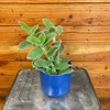 Tradescantia Sillamontana Teddy Bear Vine, 4" Plant