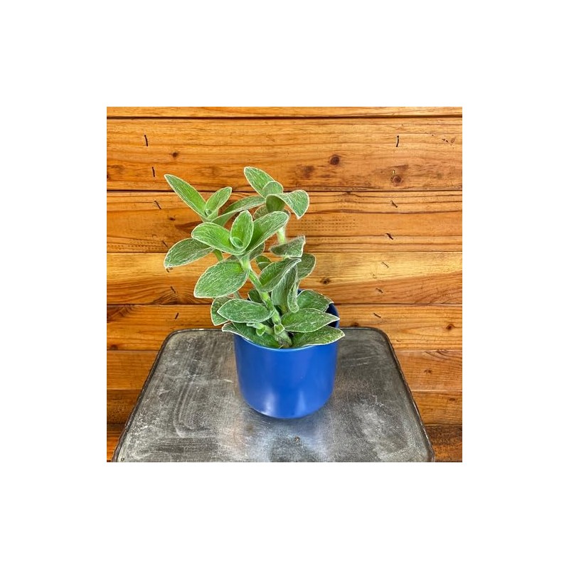 Tradescantia Sillamontana Teddy Bear Vine, 4" Plant