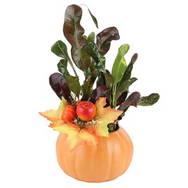 Costa Farms Croton Petra Live Plants (Pack of 2), Indoor Outdoor Houseplants Potted in Plant Pots, Potting Soil Mix, Easy to Grow Tropical House Plants for Home, Office, Fall Room Decor, 1 Foot Tall