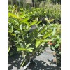 Tree Mexican White Guava 3ft air layered Tree.