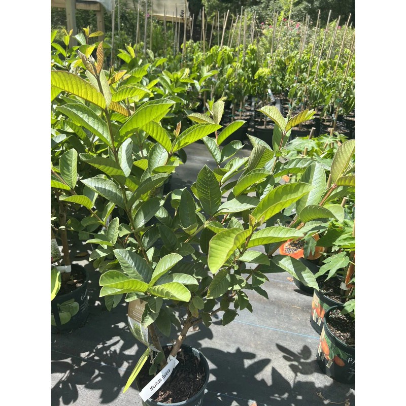 Tree Mexican White Guava 3ft air layered Tree.