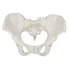 Axis Scientific Skeletal Model of The Female Pelvis | Cast