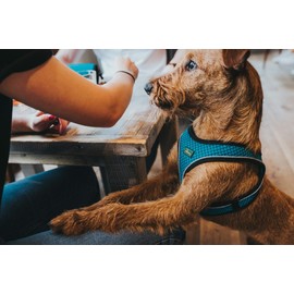 Hunter Hilo Comfort Harness for Small Dogs with Mesh Material and Reflective Elements.