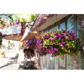 SuperMoss (29201) MossWeave Hanging Basket - Round, Fresh Green, Medium (14.5 Diameter)"