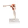 3B Scientific A80 Functional Shoulder Joint - 3B Smart Anatomy