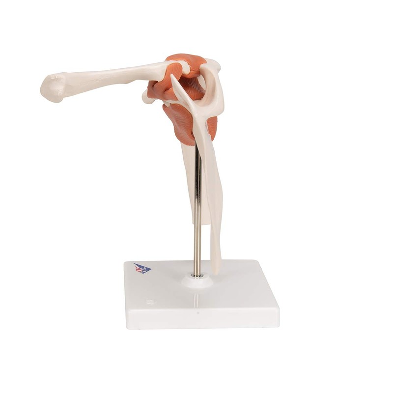 3B Scientific A80 Functional Shoulder Joint - 3B Smart Anatomy