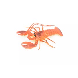 Warm & Fuzzy Lobster, Squeaks and Squirts Water, Rubber Crustaceans, Gift,   12"   F1461 B212