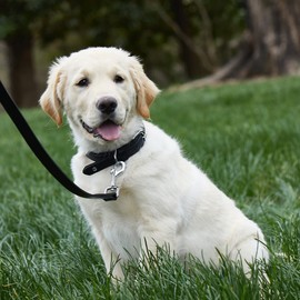 Trisha Yearwood Pet Collection 6-Foot Leather Dog Leash, Black Leather Dog Leash, Leather Leash, 6 Feet, Black