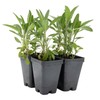 4 Common Sage | Live Plants in 2.5-inch Nursery Cubes