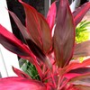 Red Hawaiian Lucky Ti Plant Logs by Makao Beach Trading