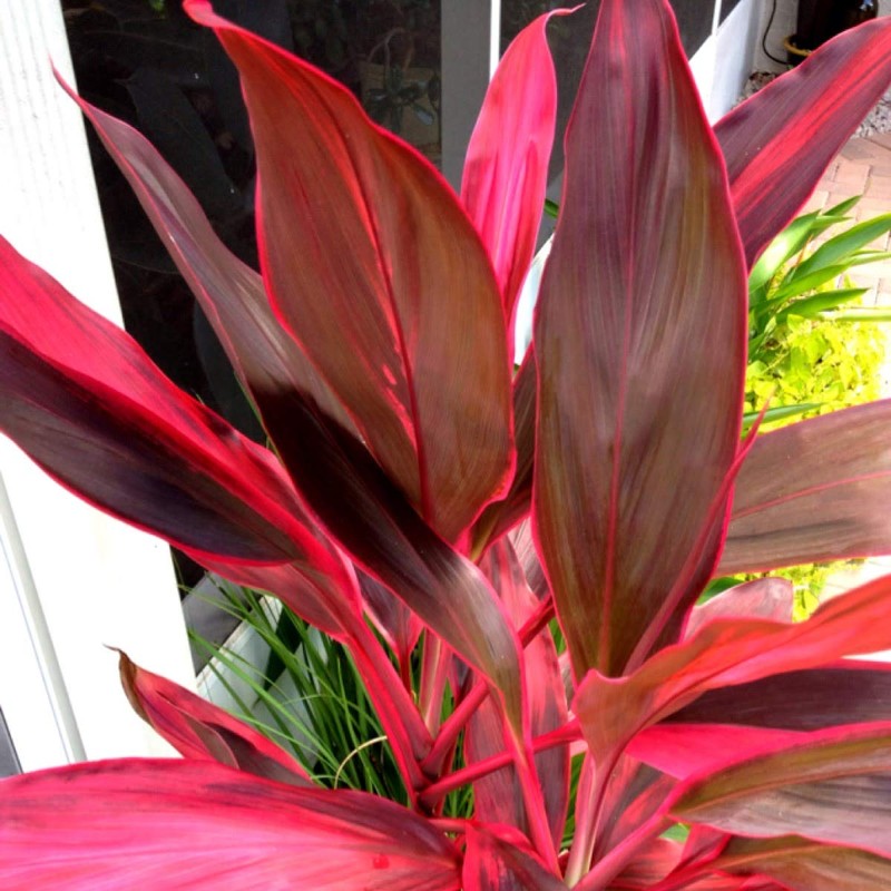 Red Hawaiian Lucky Ti Plant Logs by Makao Beach Trading