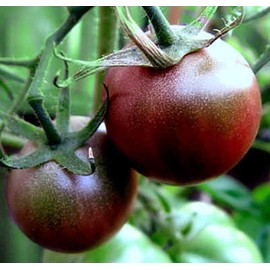 Tomato Black Cherry Great Garden Heirloom Vegetable by Seed Kingdom Bulk 1/4 Lb Seeds