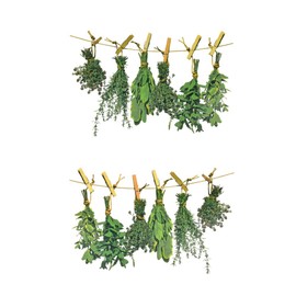 ewtshop® Window Stickers, Herbs, Window Stickers, Window Stickers, Window Tattoo, Tile Stickers, Multiple Times