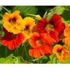 Red and Yellow Climbing Nasturtium Seeds - 60 Seeds