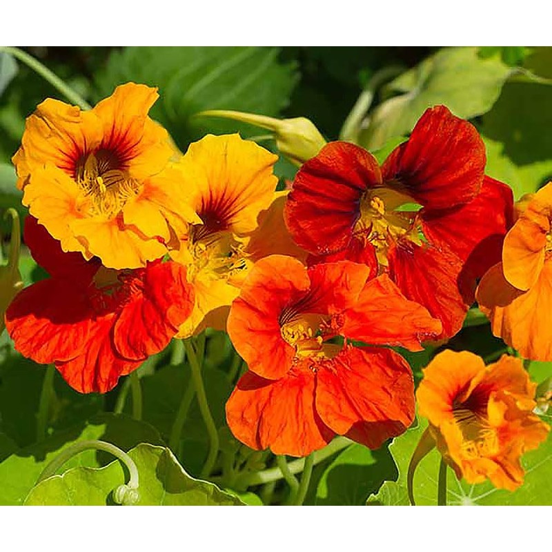 Red and Yellow Climbing Nasturtium Seeds - 60 Seeds