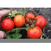 NIKA SEEDS - Seeds Vegetable Tomato Glory Red - 25