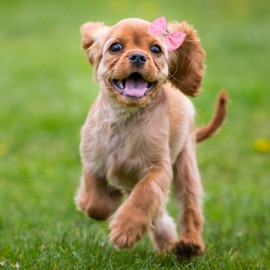 20 Pcs Dog Hair Bows, Dog Grooming Bows with Rubber Band Cute Fashionable Grooming Topknot Dog Hair Accessories for Puppy Cats Rabbits