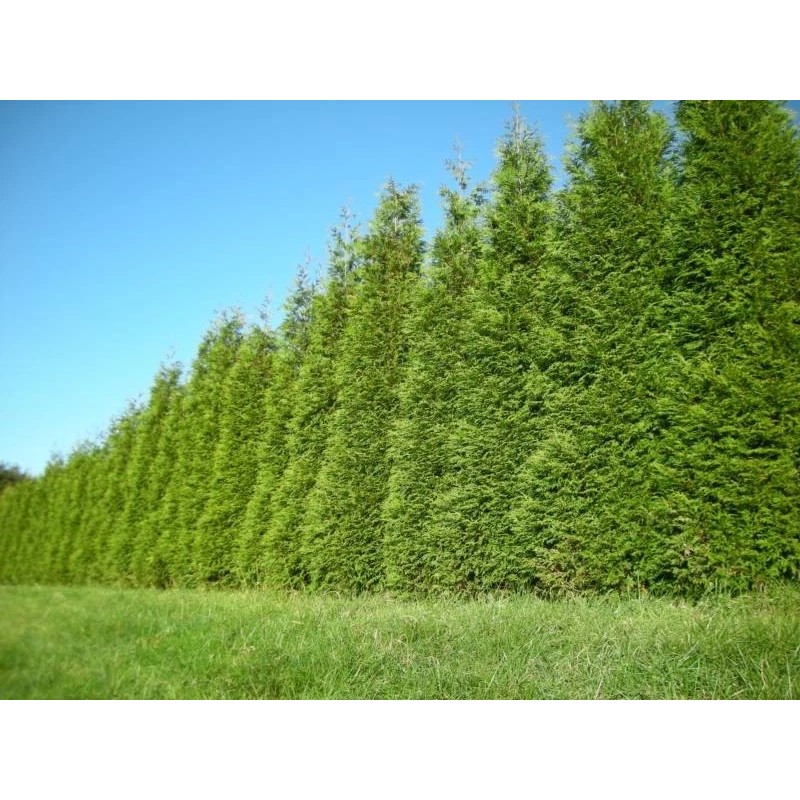 Unbranded 25 Green Giant trees 2.5" pot Arborvitae Thuja plicata