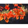 30 Triadica sebifera Seeds Chinese Tallow Tree Candleberry Tree, Chicken