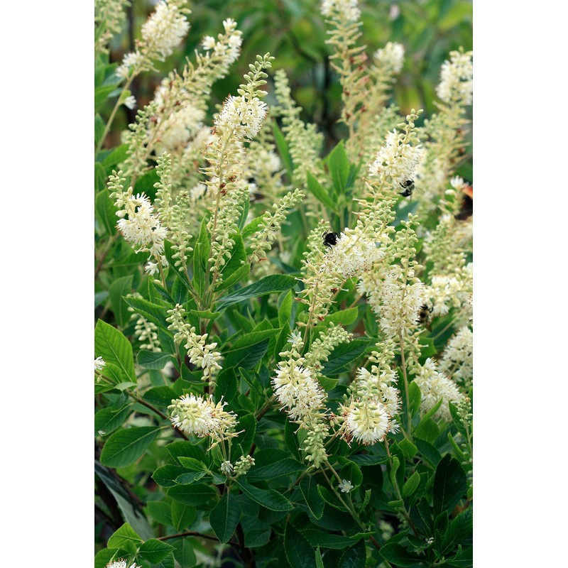 Clethra aln. 'Hummingbird' (Summersweet) Shrub, white flowers, #3 - Size