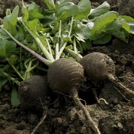 TomorrowSeeds - Black Spanish Round Radish Seeds - 300+ Count - for 2025 Planting Spicy Mexican Exotic Raphanus Sativus Niger Kern Erfurter Brown Skin Radishes Heirloom Daikon Leaf Root Vegetable