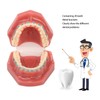Dental Orthodontic Model 28pcs Teeth Resin Dental Teaching Teeth Model