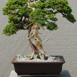 DOITOOL Koala Bear Mini Animals Miniature Figurines Garden Miniature Moss Landscape DIY Terrarium Crafts Ornament Accessories Fairy Garden Decorations 6pcs