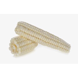 Serendipity Seeds 20 Seeds Silver King Corn Premium Seeds Market or Home Gardens Heirloom