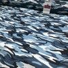 Blue 1 metre pack Army Military Camouflage Polycotton Fabric 110cm