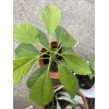 Avocado Tree Live Plant Full Leaf now at the 15-