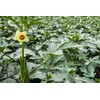 Frontier Seeds Hill Country Red Okra Seeds NON-GMO Heirloom Open