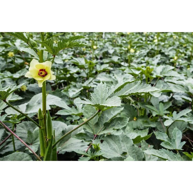 Frontier Seeds Hill Country Red Okra Seeds NON-GMO Heirloom Open