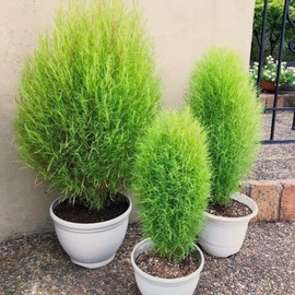 FUN AND GROW SEEDS: Seeds Summer Cypress Burning Bush Kochia Annual Flowers
