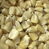 Silvermine White Dent Corn Seeds for Planting 80 Seeds. 1