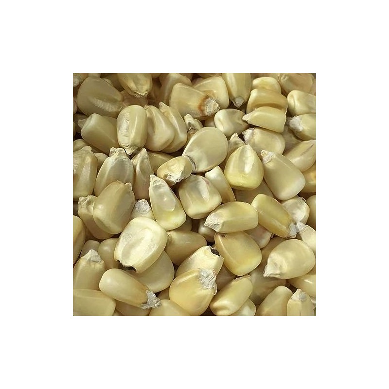 Silvermine White Dent Corn Seeds for Planting 80 Seeds. 1