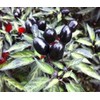 Rare Black Olive Pepper! GREAT DARK COLOR!