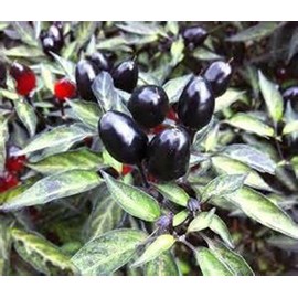 Rare Black Olive Pepper! GREAT DARK COLOR!