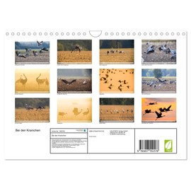 Bei den Kranichen (Wandkalender 2026 DIN A4 quer), CALVENDO Monatskalender