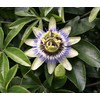 Seeds Passion Flower 10+ Seeds to Grow Unique Garden Flower